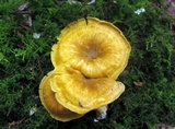 Cantharellus appalachiensis image