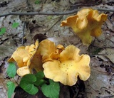 Cantharellus lateritius image