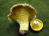 Hypomyces luteovirens image