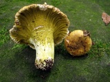 Hypomyces luteovirens image