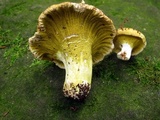 Hypomyces luteovirens image