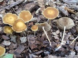 Agrocybe arvalis image