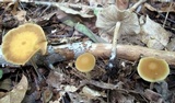 Agrocybe arvalis image