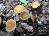 Agrocybe arvalis image