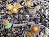 Agrocybe arvalis image