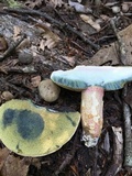 Caloboletus inedulis image