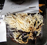 Ramariopsis kunzei image