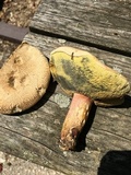 Caloboletus inedulis image