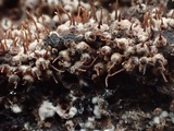 Arxiomyces vitis image