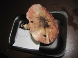 Agaricus deardorffensis image