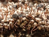 Arxiomyces vitis image