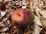 Boletus rufocinnamomeus image