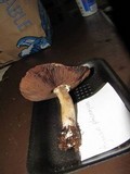 Agaricus deardorffensis image