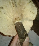 Tapinella atrotomentosa image