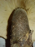 Tapinella atrotomentosa image