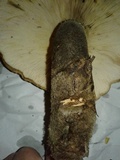 Tapinella atrotomentosa image