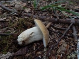 Boletus nobilis image