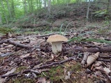 Boletus nobilis image