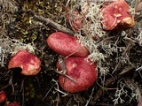 Boletus paluster image