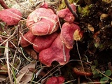 Boletus paluster image