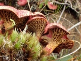 Boletus paluster image