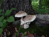Amanita canescens image