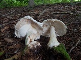 Amanita canescens image