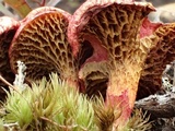 Boletus paluster image