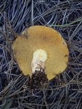 Suillus kaibabensis image