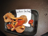 Lactarius luculentus image