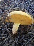 Suillus kaibabensis image