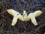 Suillus kaibabensis image