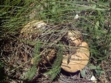 Agaricus didymus image