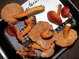 Lactarius luculentus image