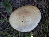 Agaricus didymus image