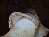 Agaricus didymus image