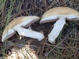 Agaricus didymus image