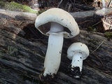 Agaricus didymus image