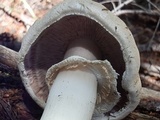 Agaricus didymus image