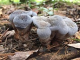 Hydnellum caeruleum image
