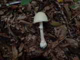 Amanita velatipes image