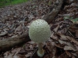 Amanita velatipes image