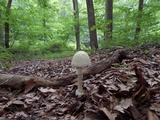 Amanita velatipes image
