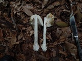 Amanita velatipes image