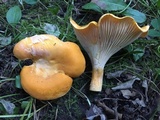Cantharellus phasmatis image
