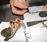 Gymnopus villosipes image