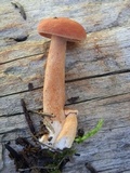 Lactarius luculentus var. laetus image