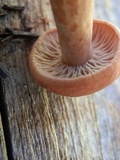 Lactarius luculentus var. laetus image