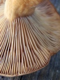 Lactarius luculentus var. laetus image