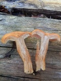Lactarius luculentus var. laetus image